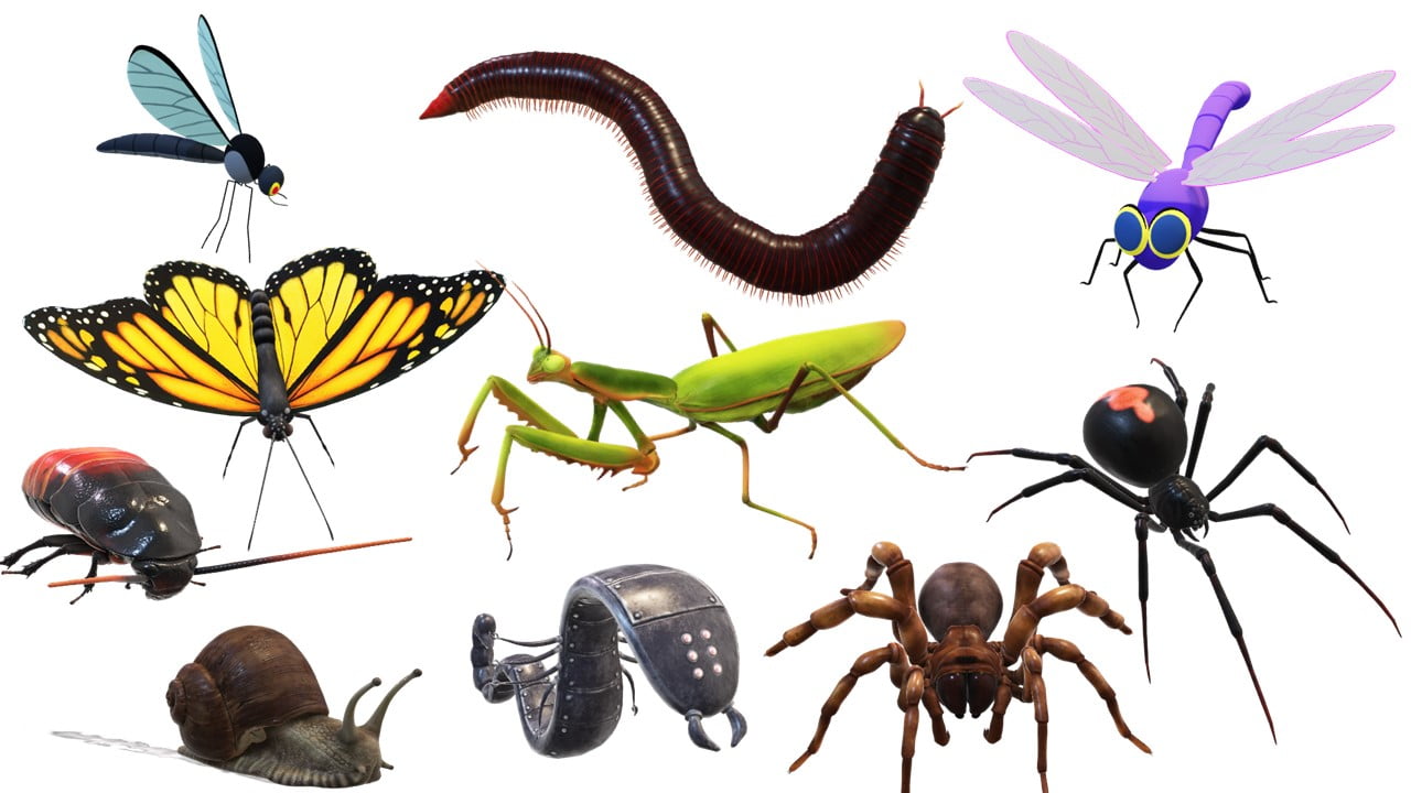 Insects Name