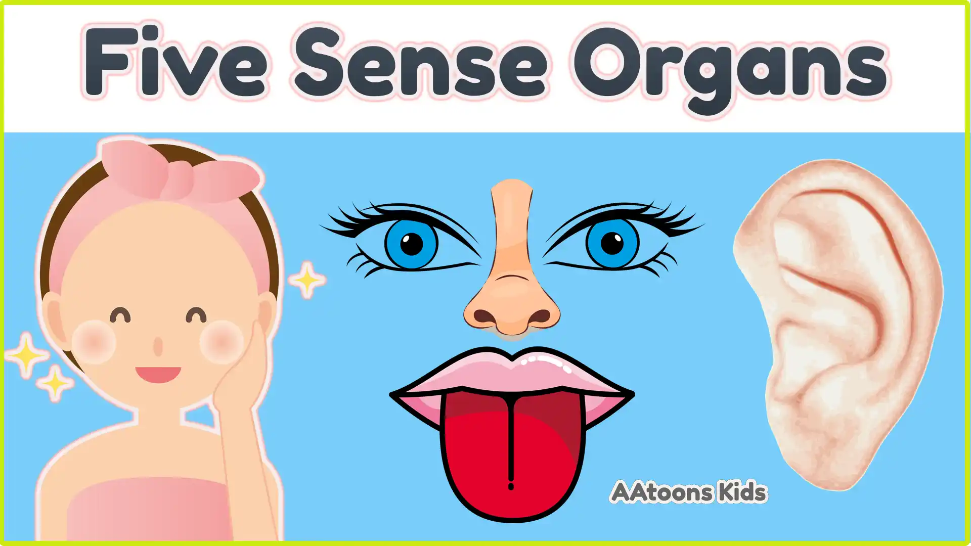 five Sense organs